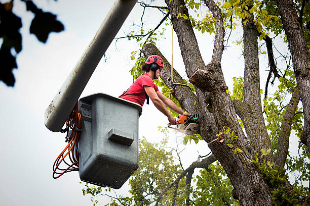 Best Tree Pruning Services  in Winnemucca, NV